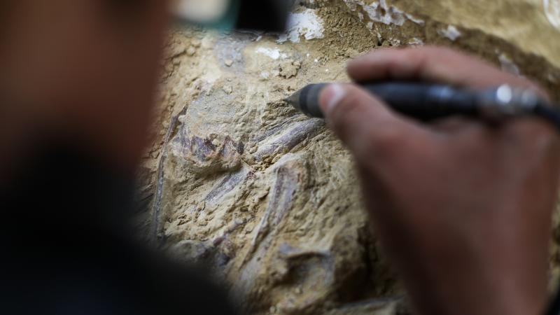 Human remains dating back 773,000 years ago found in Morocco
