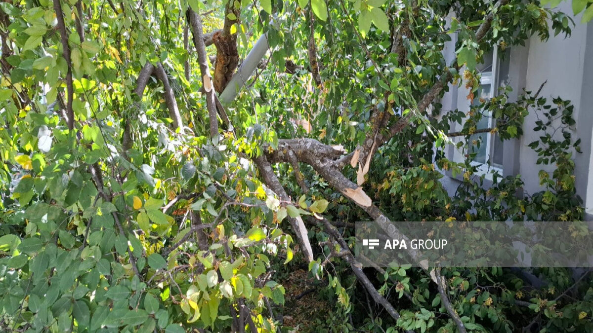 Trees cut down in Khatai district, materials to be sent to the Prosecutor General’s Office