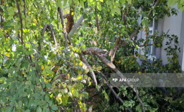 Trees cut down in Khatai district, materials to be sent to the Prosecutor General’s Office