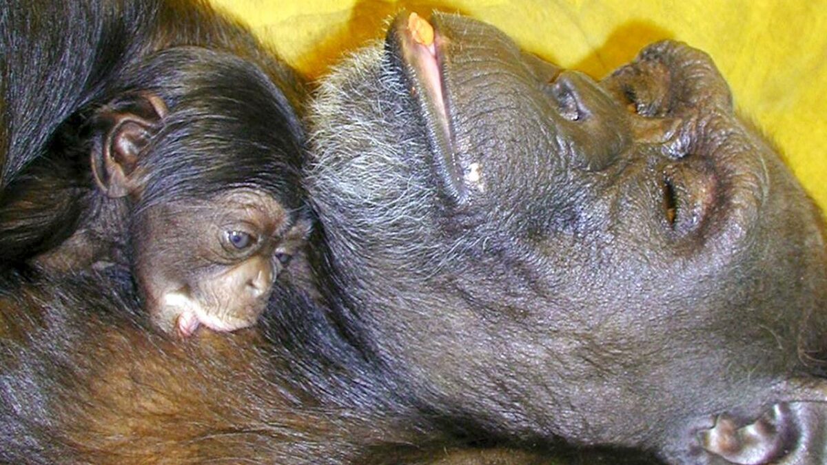 “Genius” chimpanzee Ai dies at 49