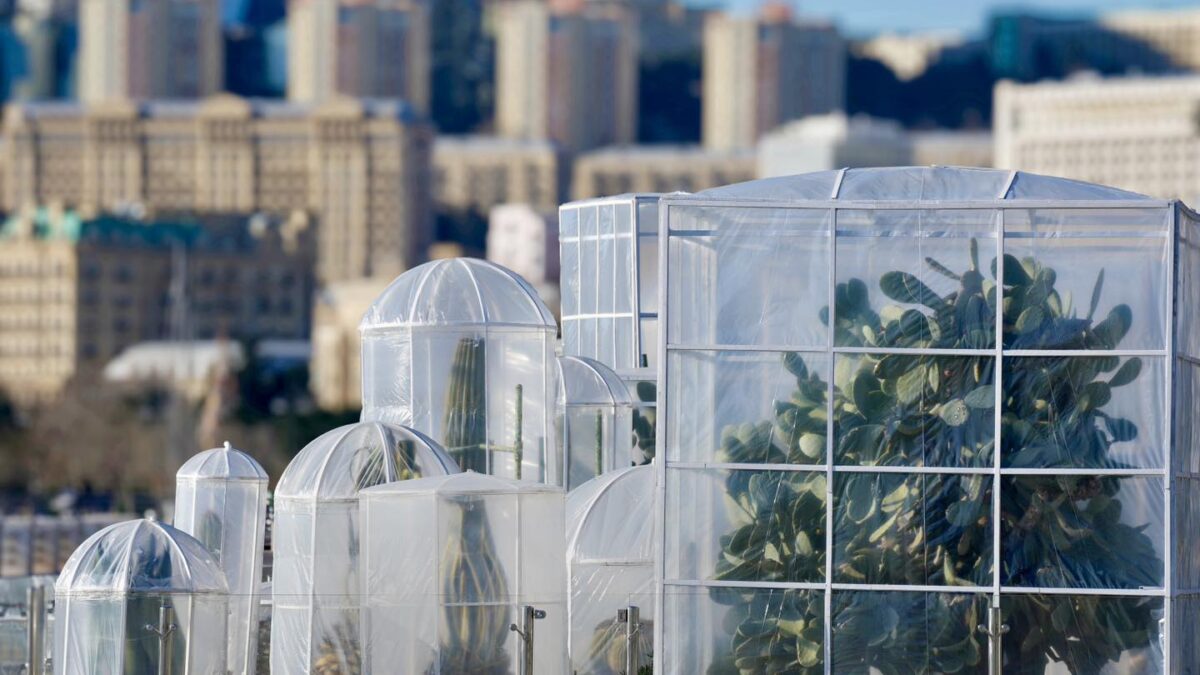 Cacti in Baku boulevard covered in a special way for this reason (PHOTO)