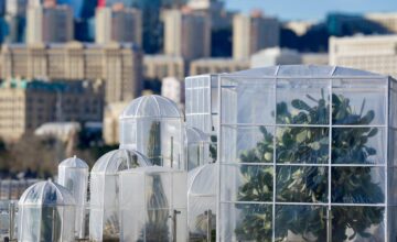 Cacti in Baku boulevard covered in a special way for this reason (PHOTO)