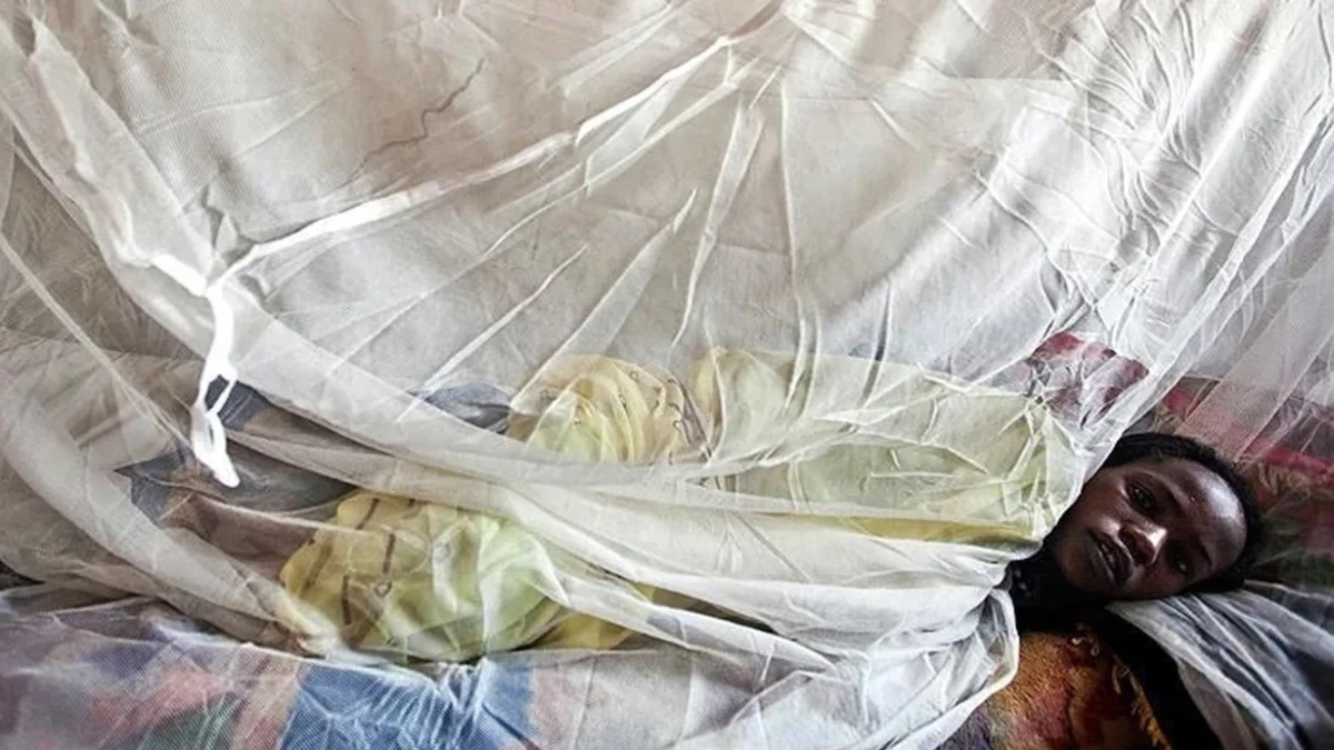 17 People Died From Lassa Fever in Nigeria This Year