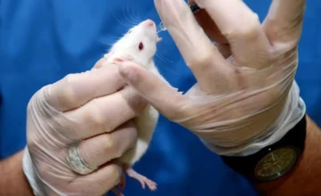 Pancreatic cancer treated in mice in a study conducted in Spain