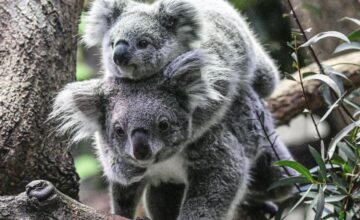 Koala Population Crisis in Australia: Ecosystem Capacity May Be Exceeded