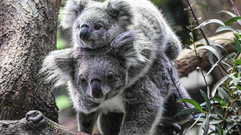 Koala Population Crisis in Australia: Ecosystem Capacity May Be Exceeded