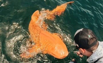 Scientists Catch Rare Albino Golden Nurse Shark with White Eyes