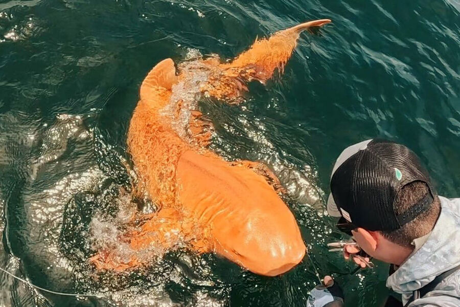 Scientists Catch Rare Albino Golden Nurse Shark with White Eyes