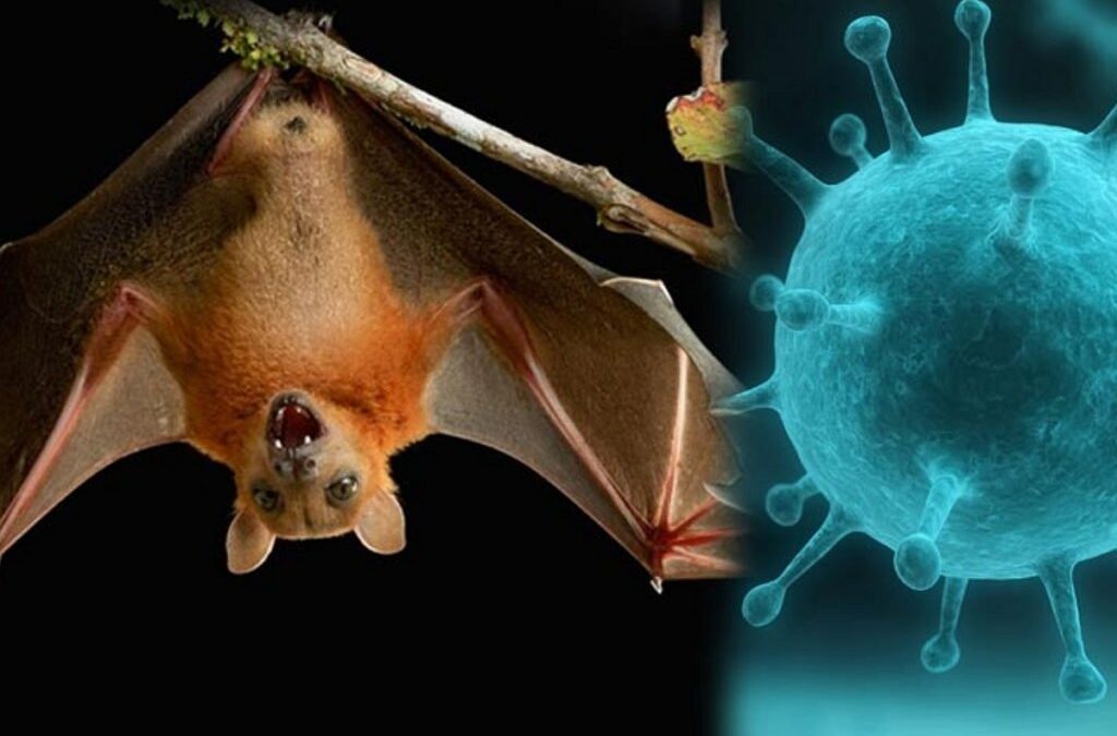 Measures taken in Vietnam regarding the Nipah virus