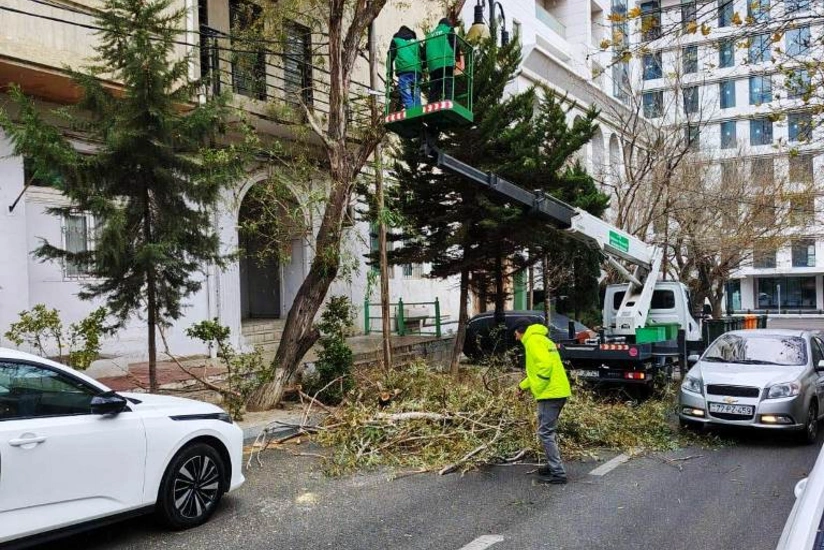 9 trees broken in Baku due to strong wind