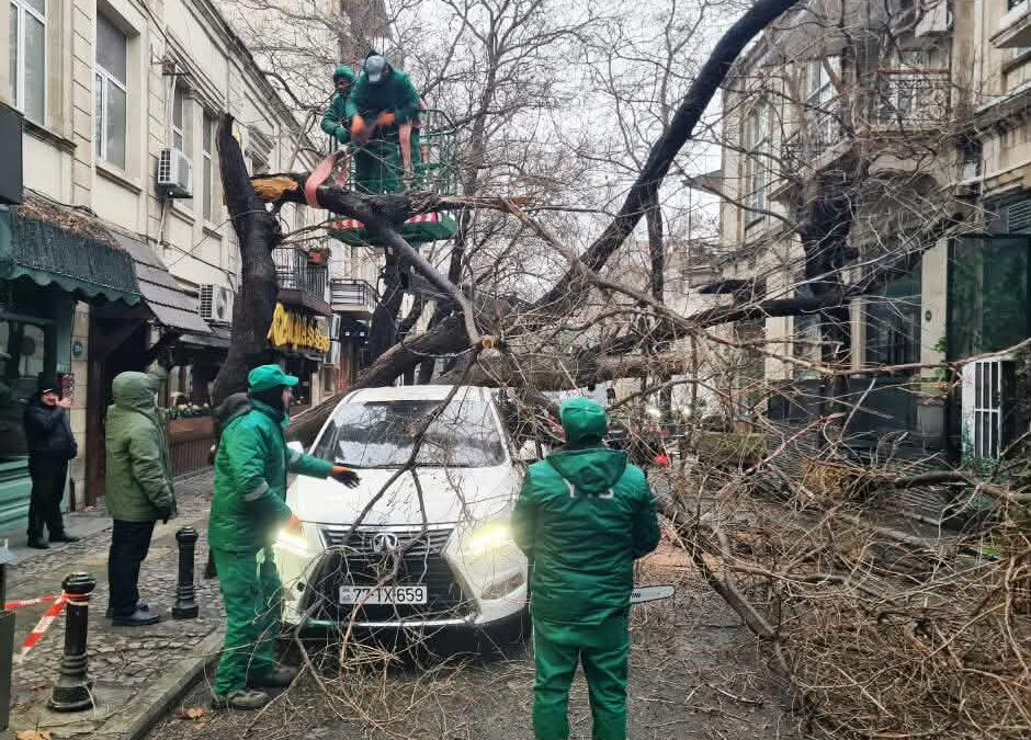 İki gün ərzində Bakıda 78 ağac sınıb