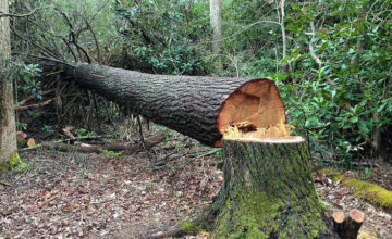 It was determined that more than 25,000 manats of damage was caused to greenery in the last week