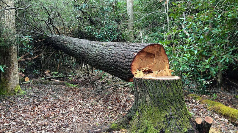 It was determined that more than 25,000 manats of damage was caused to greenery in the last week