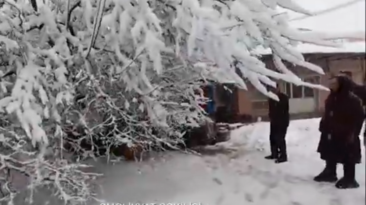 Strong snow uproots tree in Jalilabad, one person rescued – VIDEO
