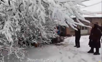 Strong snow uproots tree in Jalilabad, one person rescued – VIDEO