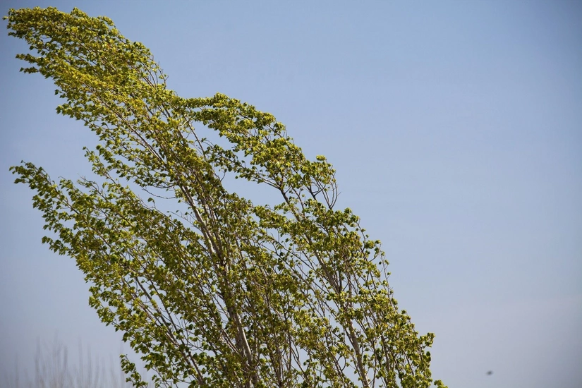 Wind will intensify in Baku and some regions tomorrow – YELLOW WARNING