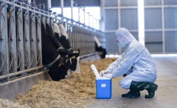 Large and small cattle vaccinated against foot-and-mouth disease in Azerbaijan