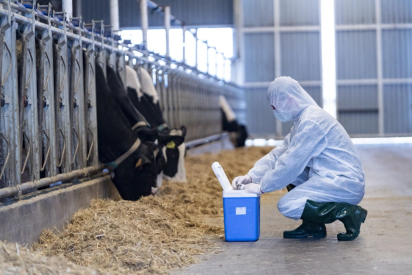 Large and small cattle vaccinated against foot-and-mouth disease in Azerbaijan