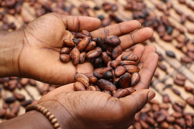 Cocoa price hits record low