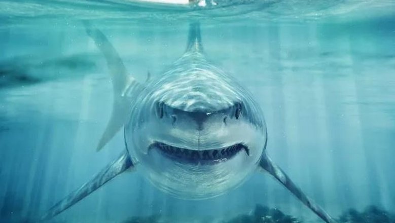 First shark spotted off the coast of Antarctica