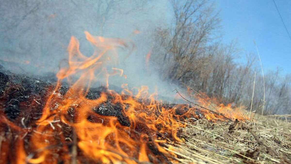 Reedbed area burning in Imishli