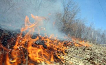 Reedbed area burning in Imishli