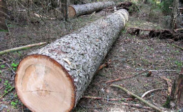 Information sent to law enforcement agencies regarding illegal felling of greenery