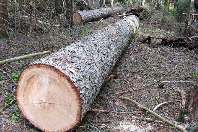 Information sent to law enforcement agencies regarding illegal felling of greenery