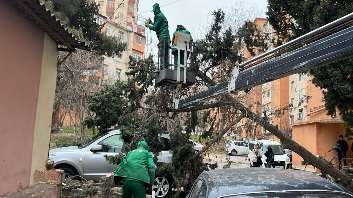 Bakıda güclü külək 19 ağacı sındırıb