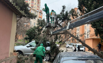 Bakıda güclü külək 19 ağacı sındırıb