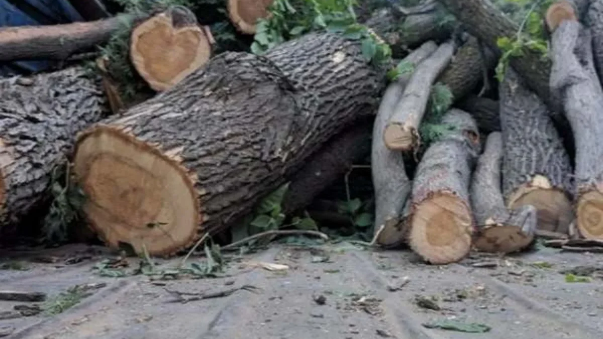 More than 63 thousand manats of damage caused to green spaces in Baku, Sumgayit, Gakh and Samukh