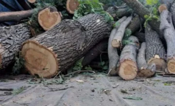 More than 63 thousand manats of damage caused to green spaces in Baku, Sumgayit, Gakh and Samukh