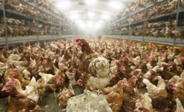 Culling of hundreds of thousands of chickens has begun in Japan