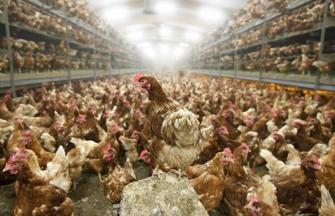 Culling of hundreds of thousands of chickens has begun in Japan