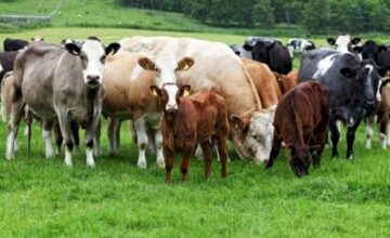 Azerbaijan imports meat from these countries – LIST