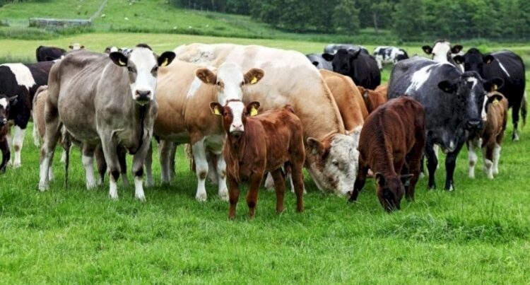 Azerbaijan imports meat from these countries – LIST