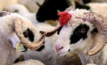 NEW RULES come into force in the sacrificial animal market