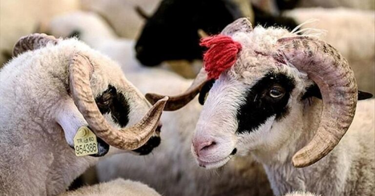 NEW RULES come into force in the sacrificial animal market