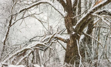 Rain and snow falling in some regions – ACTUAL WEATHER