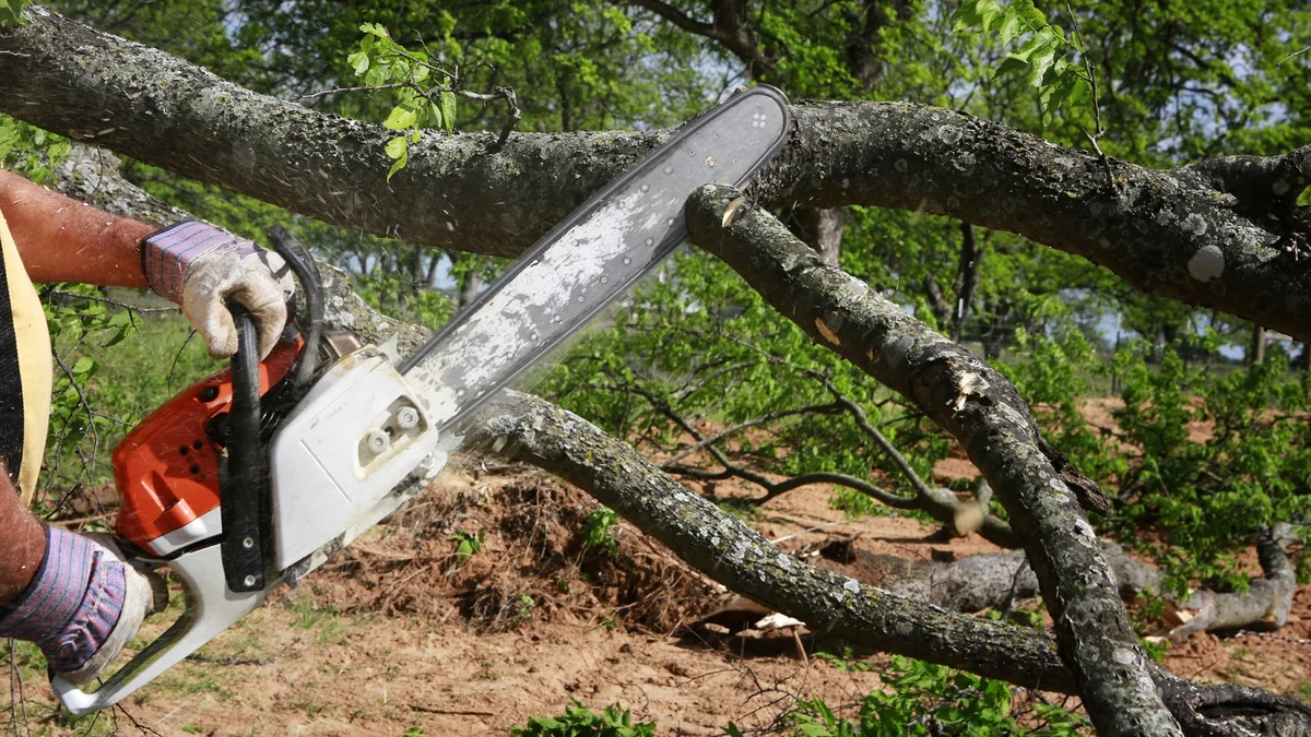 State Service: Illegal tree cutting has caused over 133 thousand manats of damage to green spaces