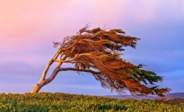 ACTUAL WEATHER: Wind has strengthened in Baku and the Absheron Peninsula