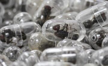 2200 live ants found in his suitcase