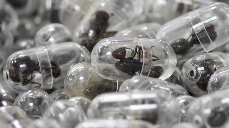 2200 live ants found in his suitcase