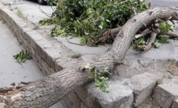 34 trees fell in Baku due to strong winds
