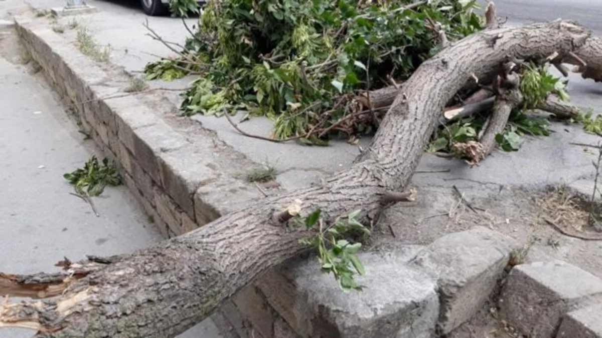 34 trees fell in Baku due to strong winds