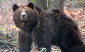 Bear attacks soldiers at US military base