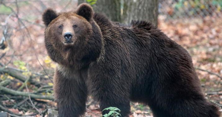 Bear attacks soldiers at US military base
