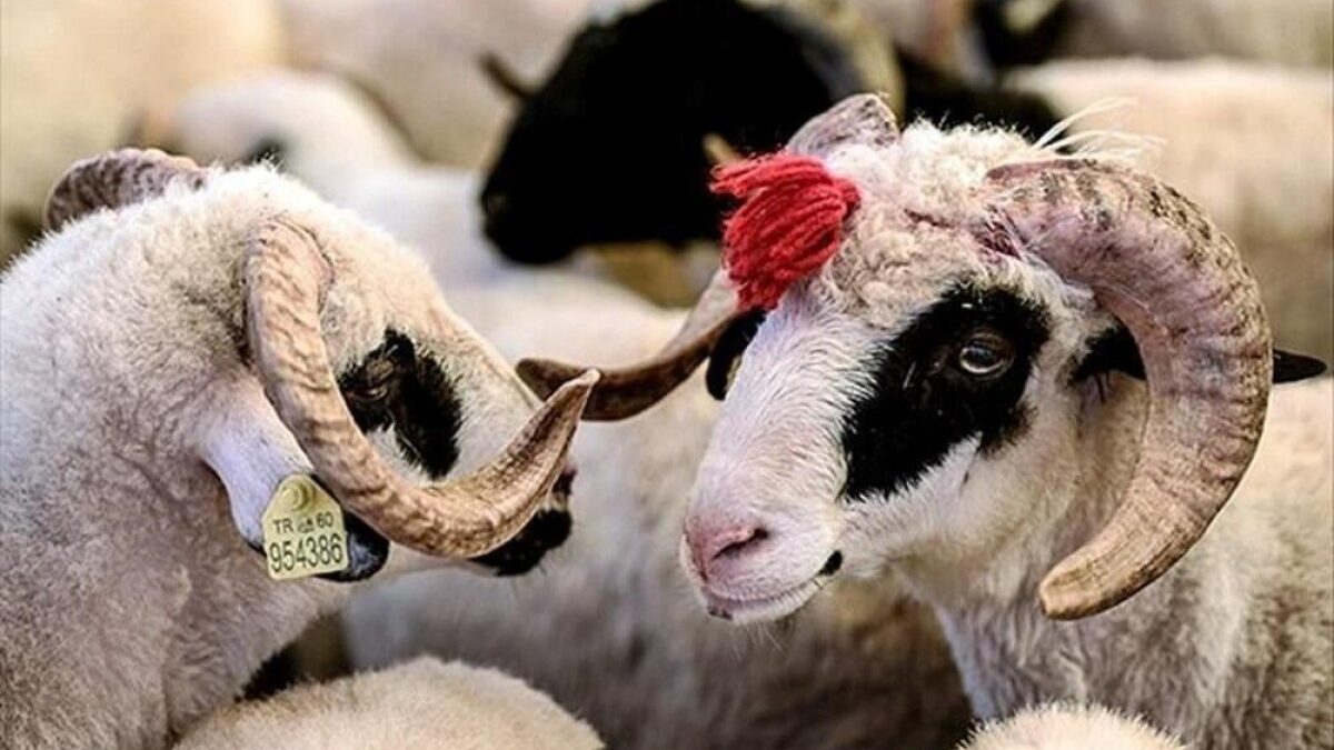 Fatwa issued regarding Eid al-Adha, time for Eid prayer announced