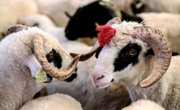 Fatwa issued regarding Eid al-Adha, time for Eid prayer announced