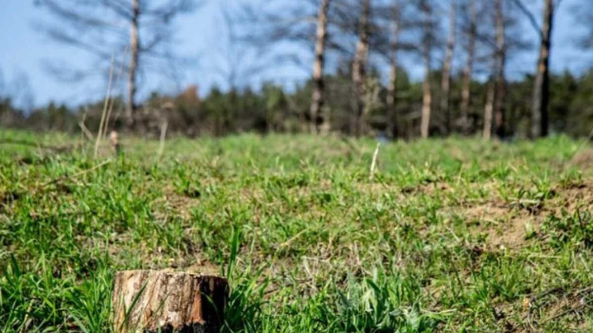 New rules for the removal of trees and shrubs on arable lands are being established